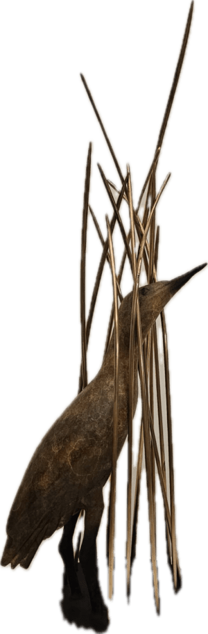 Bittern in Reeds by Colm Brennan