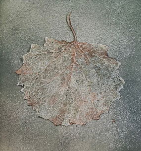 Fidelma Barton Nature's Lace