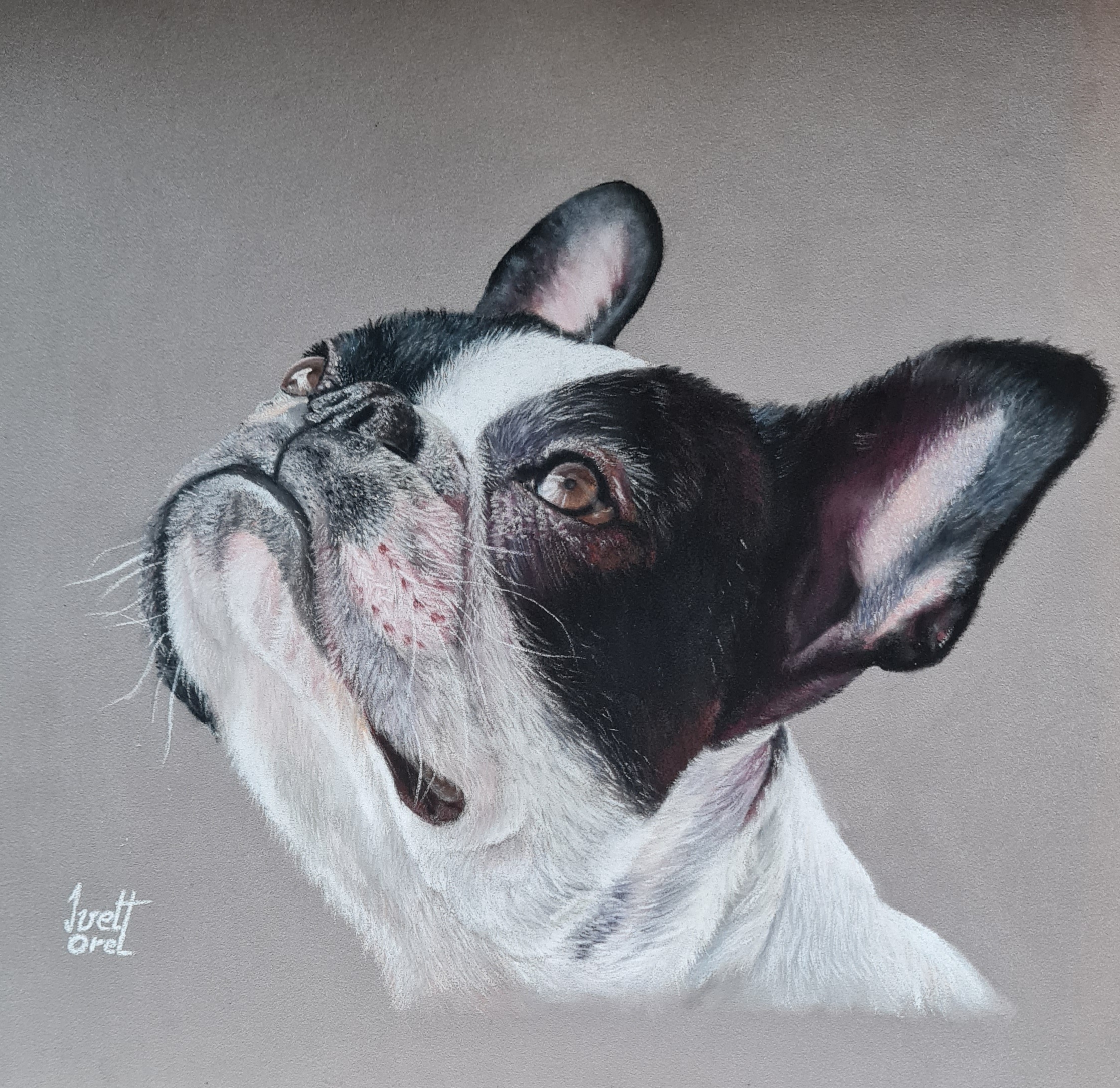 Ivet Orel Frenchie